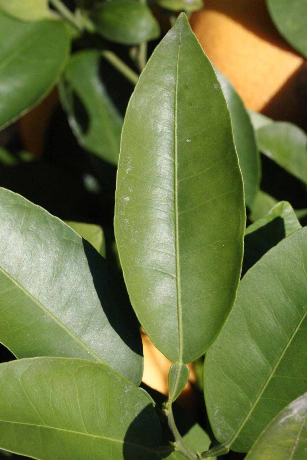              Unifoliolate leaf (Riverside, CA)       